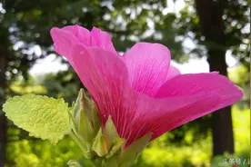 见摄者：大涧沟，每朵花中都有一朵新的花图片