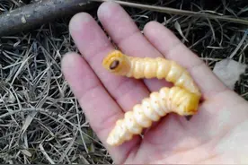 城里人都不敢吃这虫子，在我们农村就是美味图片