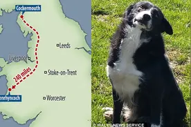 忠犬行走386公里回到主人身边图片