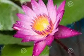 这3个生肖，一生之中有次大劫，过了就是花开富贵图片