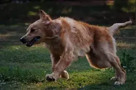 骑行时被狗追怎么办？图片