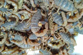 对蝎子的六大错误认识，你中招了吗图片