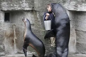 ​海狮每天都要接受牙齿检查，饲养员把头伸进海狮大嘴里有点吓人图片