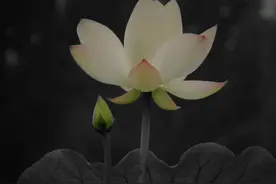 图说唐县：美丽乡村南伏城的荷花图片