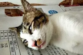 猫咪翻着白眼睡觉，还以为它们犯病了，这囧样真真过目不忘啊！图片