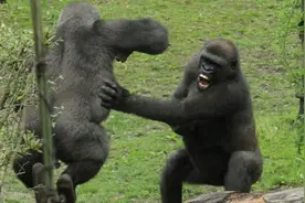 罕见，动物们原来也会起义！看黑猩猩如何反抗霸权！图片