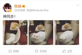 陈赫晒猫神同步，猫的杰作却抢了眼，心疼你家椅子！图片