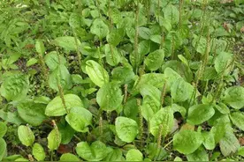 农村常见的野草车前草，夏天这样用能清热祛暑图片