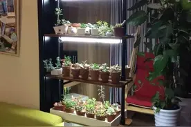 阳台神器：别说耗子麻雀，这多肉花架连鸡都不怕！图片