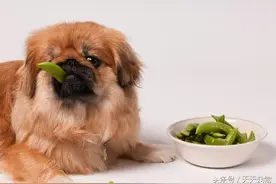 关于汪星人的食量图片