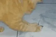 老鼠又把猫玩了图片