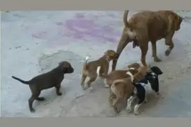 实拍：街头的大黄狗给自己的孩子喂奶，当妈不容易啊！图片