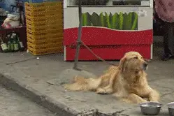 两只狗打架，二哈赢在了表情上图片