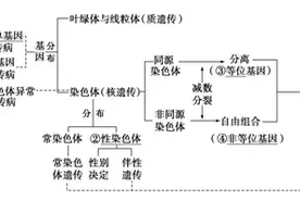 高考生物系列 生物总结八 遗传的基本规律图片