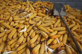 农民用现代工具来替代手工劳作，剥玉米粒变成了一件简单的事图片