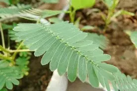 含羞草虽然娇滴滴，但清热解毒一点都不含糊！图片