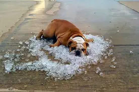 如何急救中暑的狗狗图片