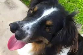 当长了两个鼻子的狗要被安乐死的时候，奇迹出现了图片