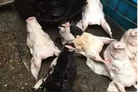 卤味加工点用有毒工业松香给猪头去毛图片