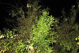 治愈产后风的秘方：桃树寄生，亡羊补牢法图片