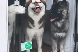 萌宠搞笑图第445：当汪星人身边出现一些，奇葩的朋友之后图片