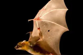 为什么到了黑暗的夜间蝙蝠才蜂拥而出图片