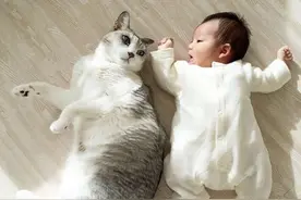 猫咪主人生出宝宝，猫咪寸步不离的守护宝宝图片