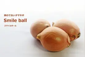 世界上第一颗无泪洋葱诞生了！图片