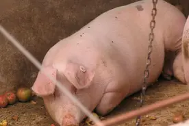 中药治疗母猪胎衣不下的小妙招，养猪户值得看看图片