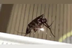 《解恨系列》电蚊拍电蟑螂，噼里啪啦，蟑螂熟了！解恨过瘾看这个