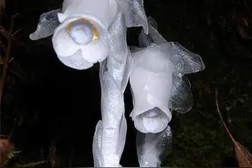 幽灵花VS透明花，你喜欢哪一种？图片