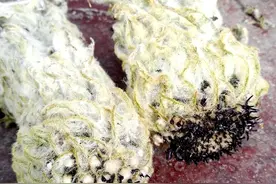 雪莲花，只是一个神奇的传说图片