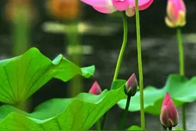 众说纷纭莲与荷 它们区别在哪来？图片