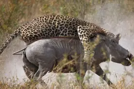 疣猪妈妈为保护腹中幼崽和豹子拼死搏斗，鬣狗看了都脸红！图片