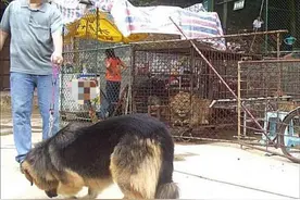 狼狗遇见狮子，腿都吓软了。图片