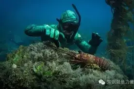 隐身潜水服，和动物零距离接触图片