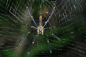 经研究蜘蛛丝虽然很轻却不易折断 科学家成立小组研究其价值图片