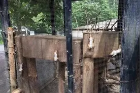 动物园墙上发现一片松鼠“死尸”，听完园方的解释瞬间让人无语图片