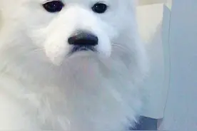 一只自暴自弃的萨摩耶，亲身的图片