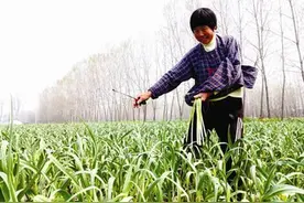 真正的美味！刚从地里拔出的蒜苔，懂行的人都会这么做图片