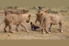 蜜獾被几只幼狮围攻却毫发无伤，直接狠咬幼狮一口后，撒腿就跑图片