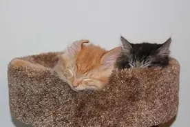 两只被收养的猫咪，感情深睡一张床，长成胖墩后还会继续这样么？图片