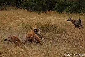 感人至深！母狮为保护腹中幼崽同鬣狗拼死搏斗！图片