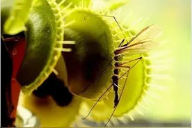 神秘的食人花 到底是一种怎样的奇葩物种？图片