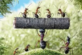 原创：趣味虫虫图片