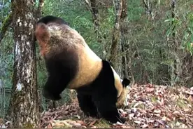 公熊猫为何“倒立尿尿”？只为增加交配机会图片