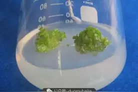 论多肉植物杂交以及杂交新品种图片