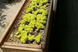 黄金万年草爆盆之旅！带你感受多肉植物生长的过程！图片