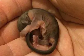 捡到的小动物，长大后才知道它是什么图片