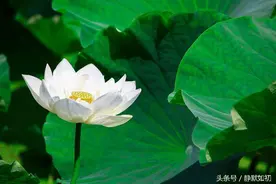 七月，莲的心事图片